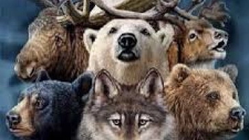 Animal totem : guide spirituel et sagesse de la culture amérindienne